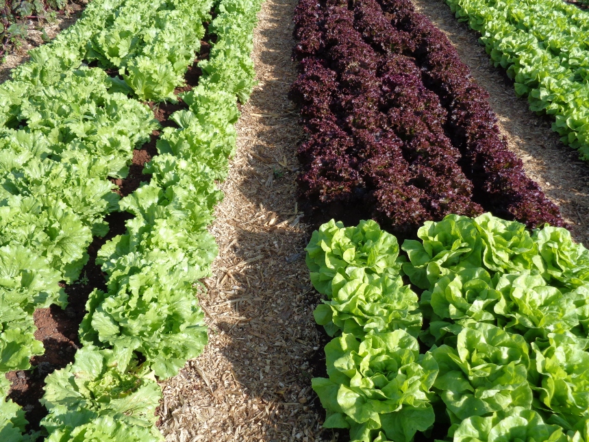 Cartilha da Embrapa ensina a plantar hortas para geração de renda no Pará